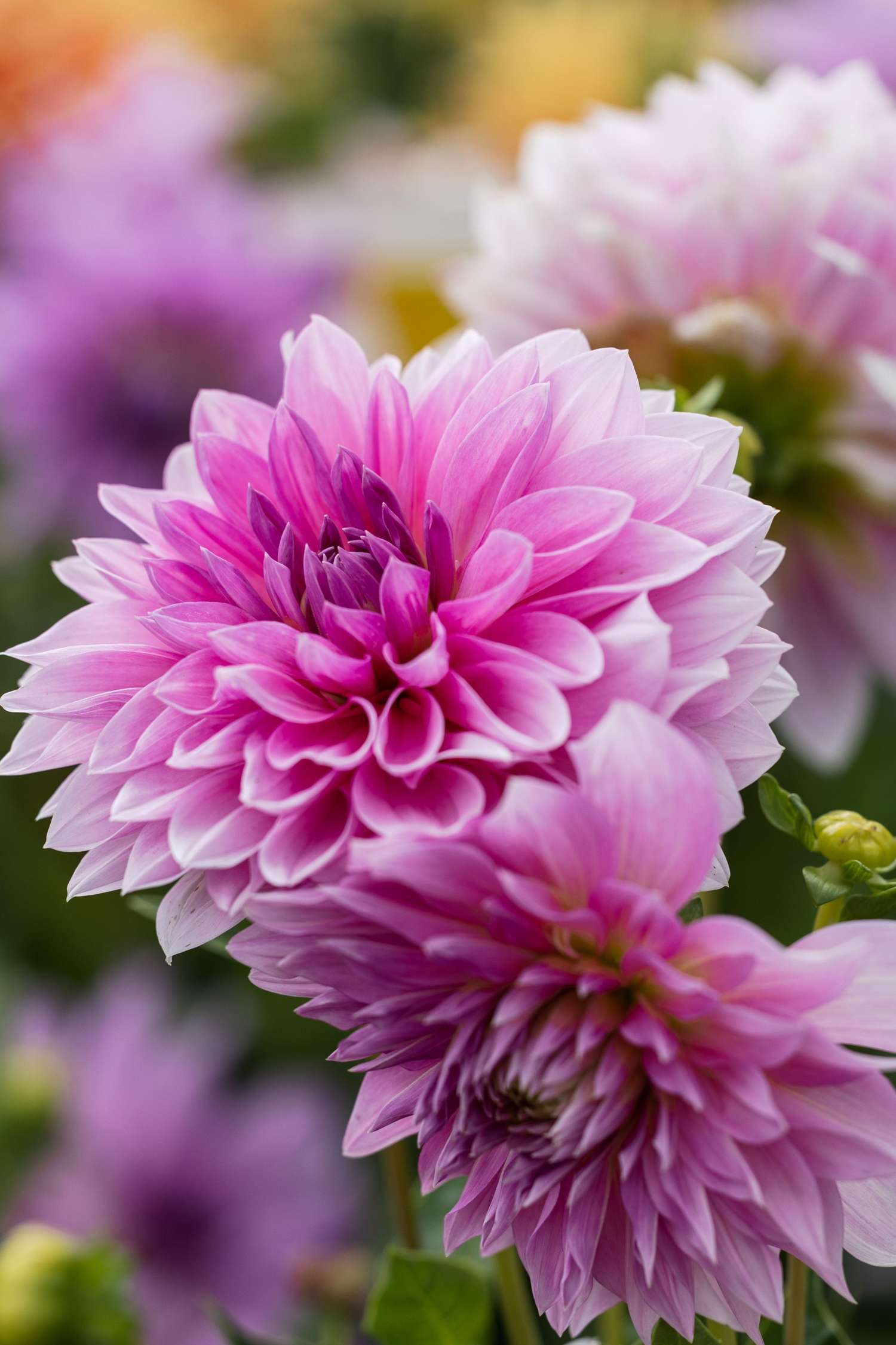 Dahlie 'Lavender Perfection'